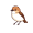 bir