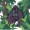 ape