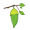 coo