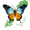 fly