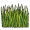 grass