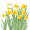 daffodils
