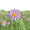 aster