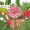 carnation
