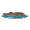 gator