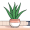 aloe