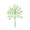 dill