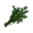 thyme