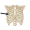 rib