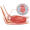 tendon