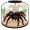 tarantula