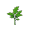 nettle