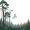 fog