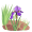iris
