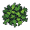 kale