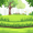 lawn