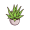 aloe
