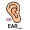 lobe