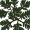yew