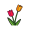tulip