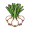 shallot