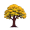 elm