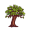 teak